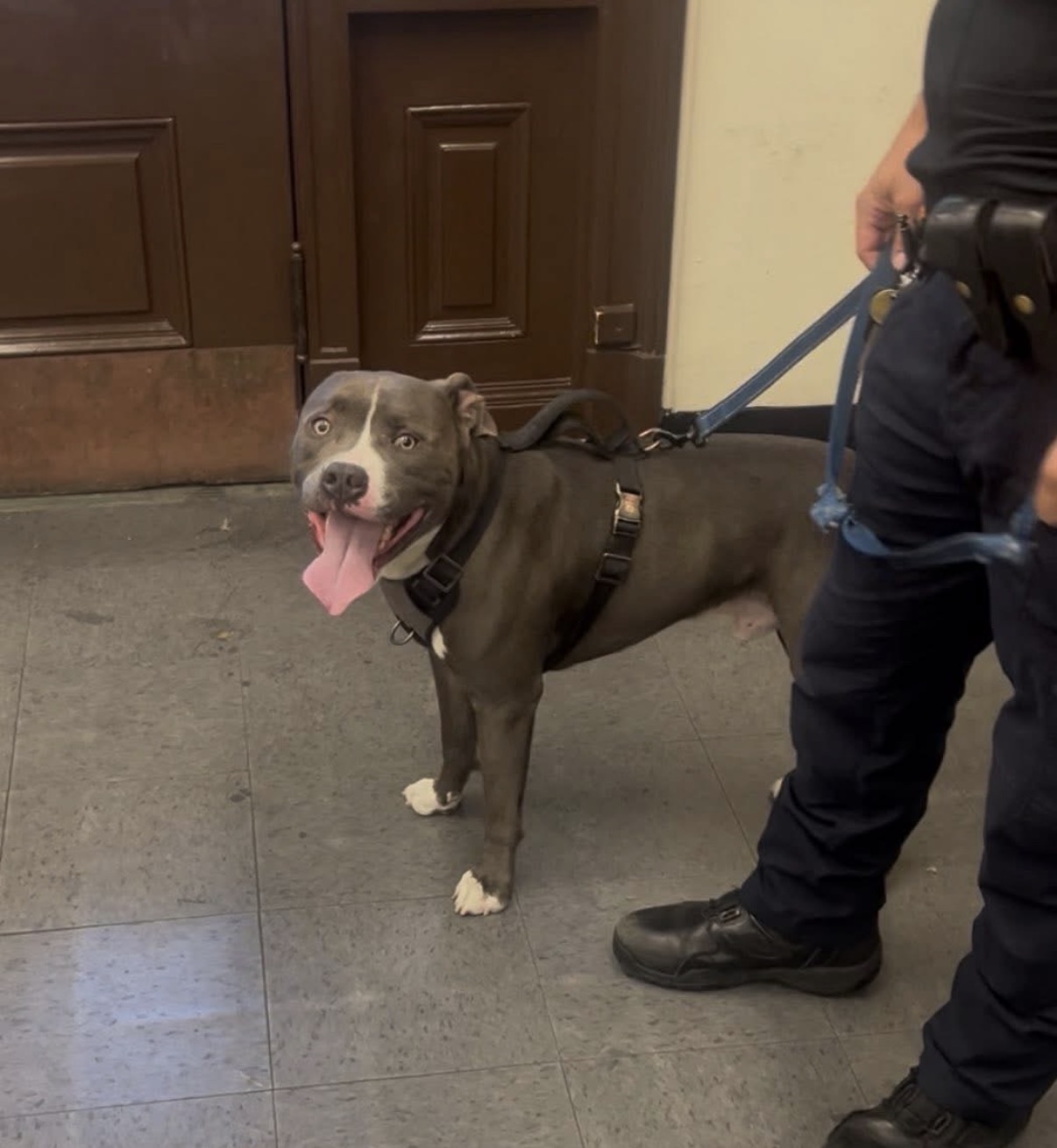 A gray pit bull with white markings stands indoors next to an officer, tongue out, looking toward the camera